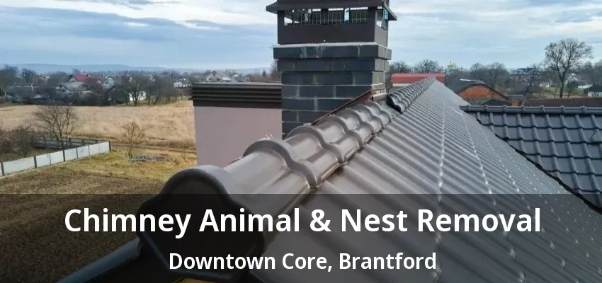 Chimney Animal & Nest Removal Downtown Core, Brantford - ON Chimney Animal & Nest Removal Downtown Core, Brantford - ON