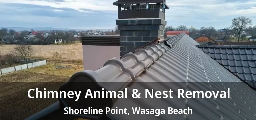 Chimney Animal & Nest Removal Shoreline Point, Wasaga Beach - ON Chimney Animal & Nest Removal Shoreline Point, Wasaga Beach - ON