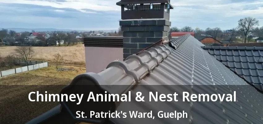 Chimney Animal & Nest Removal St. Patrick's Ward, Guelph - ON